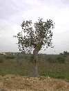 41460.jpg