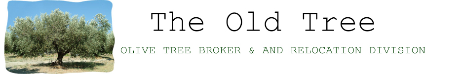 The Oldtree – Olive trees